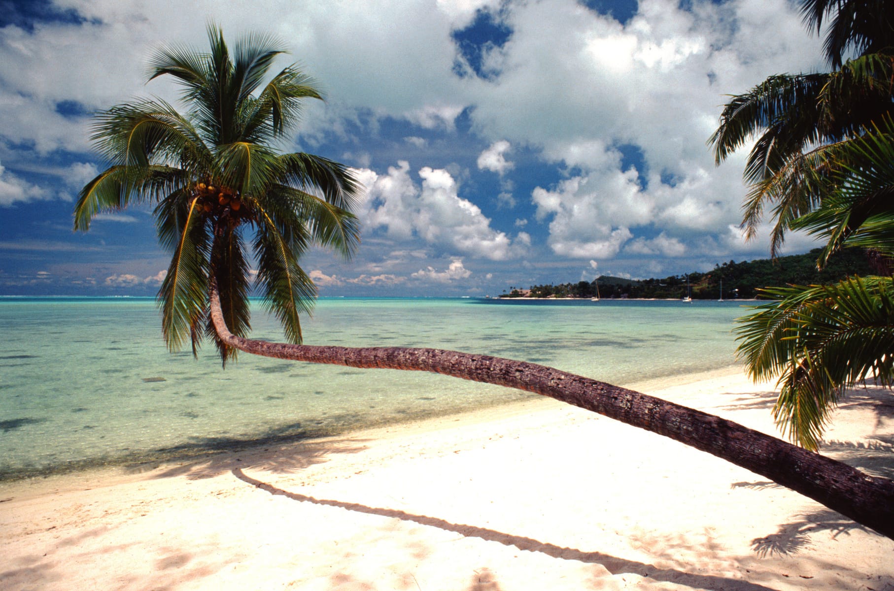 A tropical beach view with palm trees