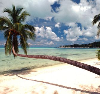 A tropical beach view with palm trees
