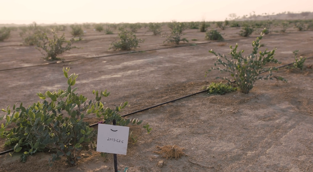 A field with planted vegetation and labels on it.